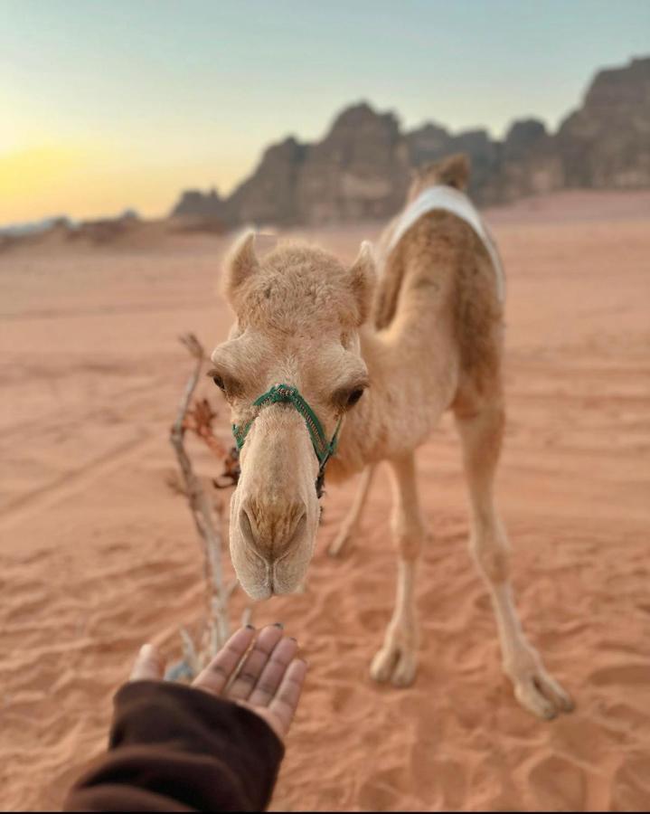 Wadi Rum Desert Camp Eksteriør billede