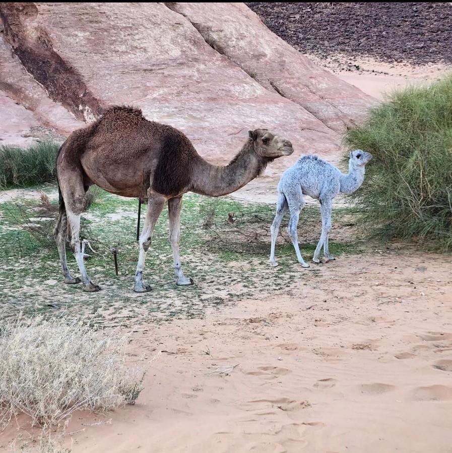 Wadi Rum Desert Camp Eksteriør billede